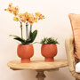 Mineral orchidee oranje